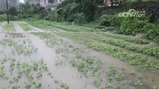 江西德安遭遇暴雨,致灌溉渠破损,紧急加固修复