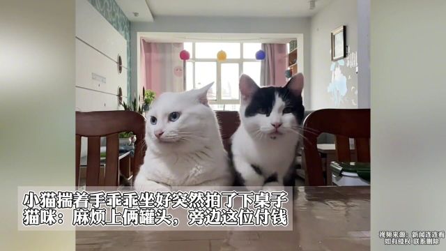 小猫揣着手乖乖坐好突然拍了下桌子