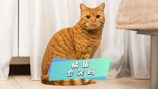 橘猫嘴角上扬,就是在微笑吗?