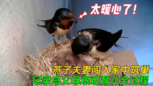燕子夫妻霸占屋檐筑巢下蛋,记录下燕子父母育儿全过程,太辛苦了_高清1080P在线观看平台_腾讯视频