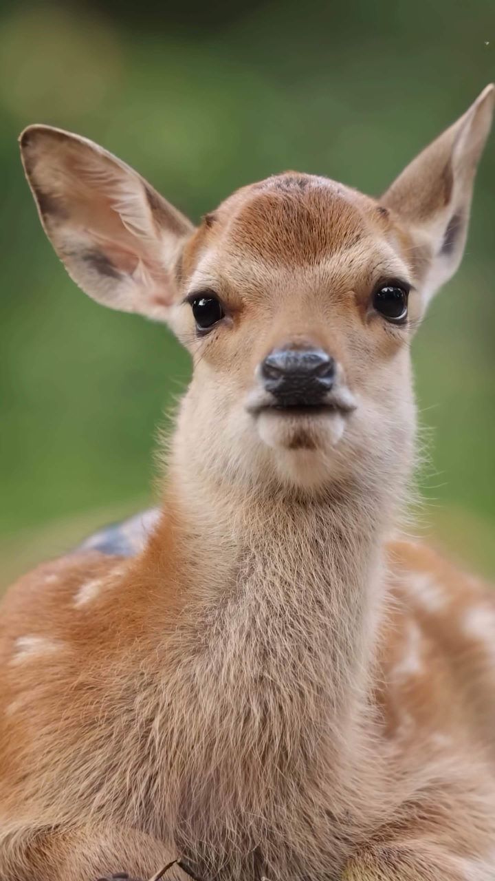 森林里的小鹿,好奇地望着我,真是太治愈了!