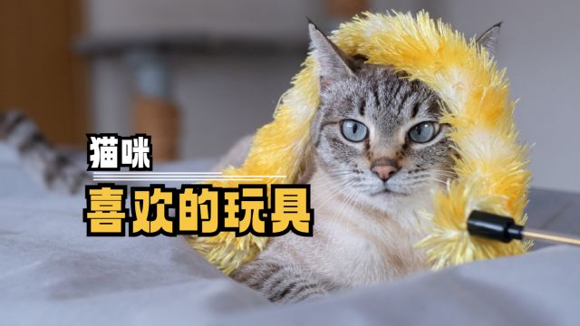 猫咪喜欢的玩具,你知不知道