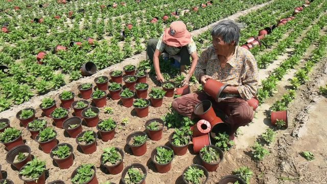 开封菊花展设计布展厂家盆栽小菊继续种植中