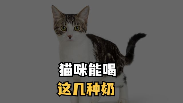 猫咪能喝这几种奶,是真的吗?