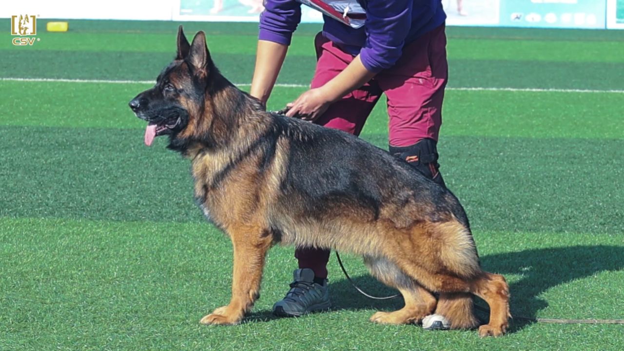 2023年csv德国牧羊犬河南地方展成年公犬组v3犬只讲评