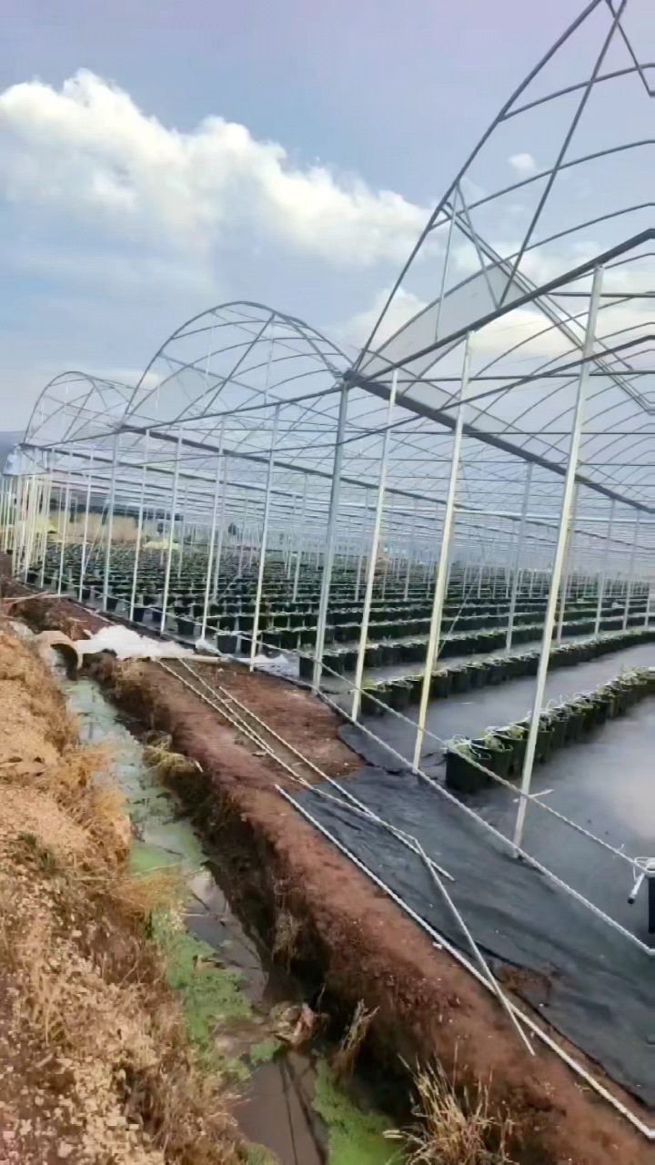 蓝莓连栋大棚