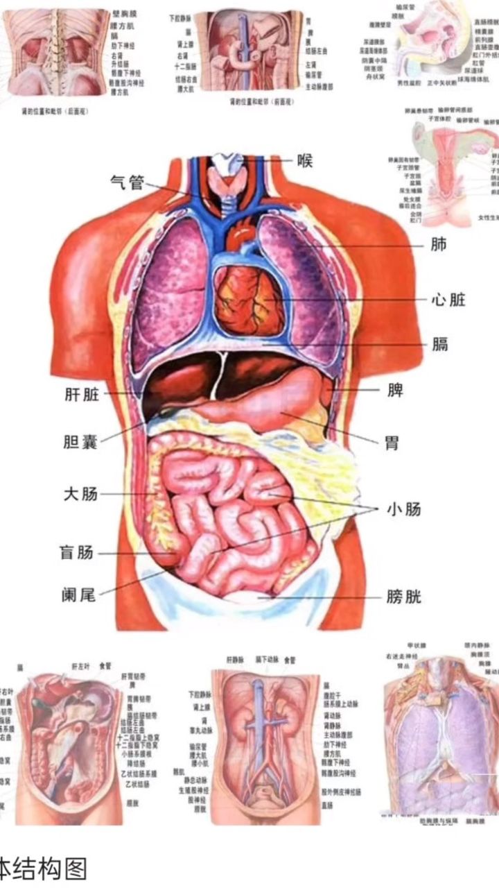 人体结构图,必学技能!
