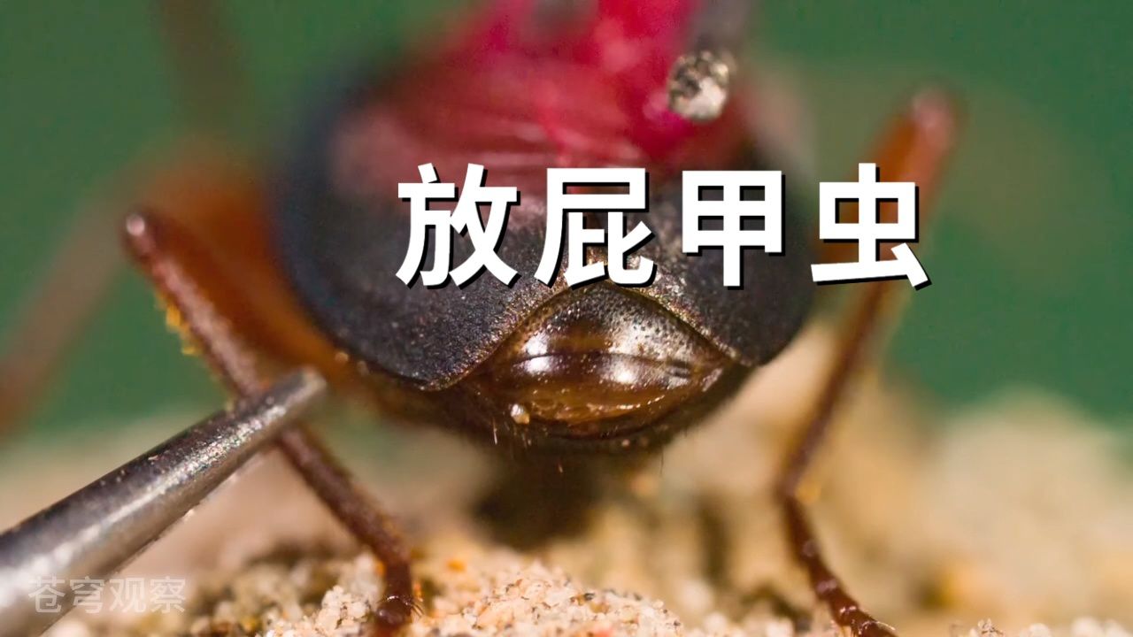 放屁甲虫及其疯狂的化学炮!#动物