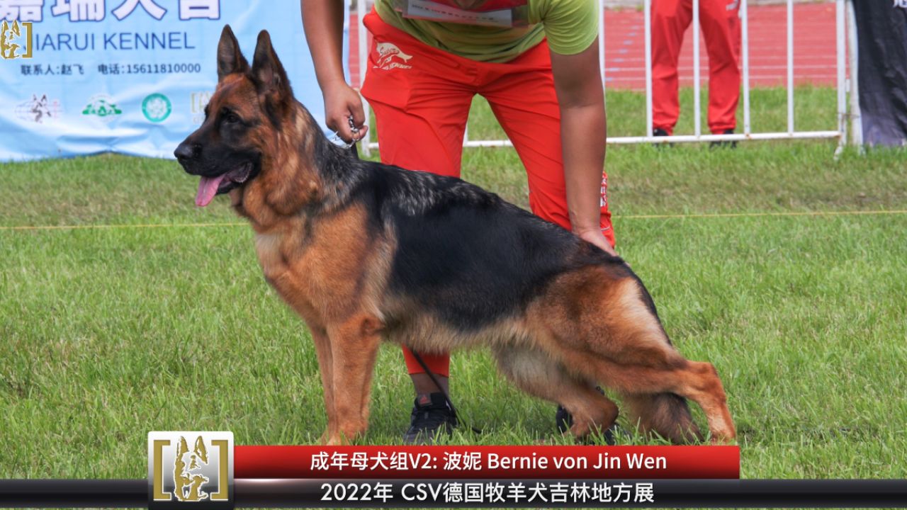 csv德国牧羊犬血统证书图片