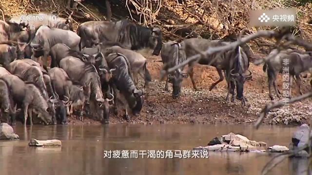 鳄鱼的咬合力可达每平方厘米三百五十千克力,角马难逃厄运