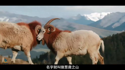 长着狮子鬃毛的小羊_33_少儿_动画片大全_腾讯视频
