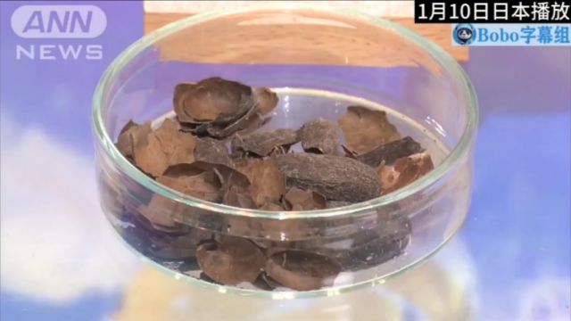 日本明治公司世界上首次在可可豆皮中发现美容护肤成分神经酰胺