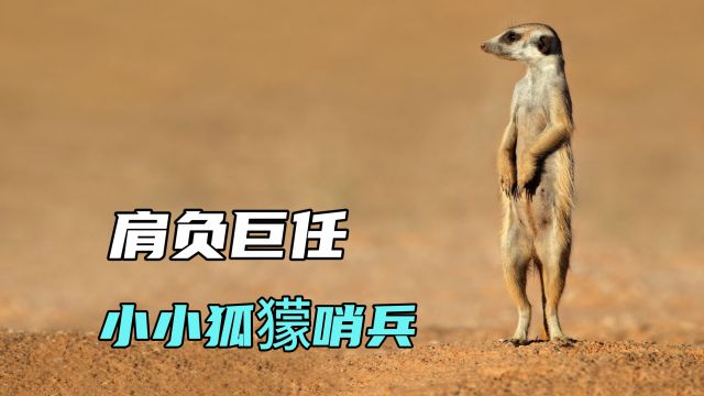 没想到可爱排名第十六的狐獴,居然还是眼镜王毒蛇的天敌,不可貌相啊|纪录片