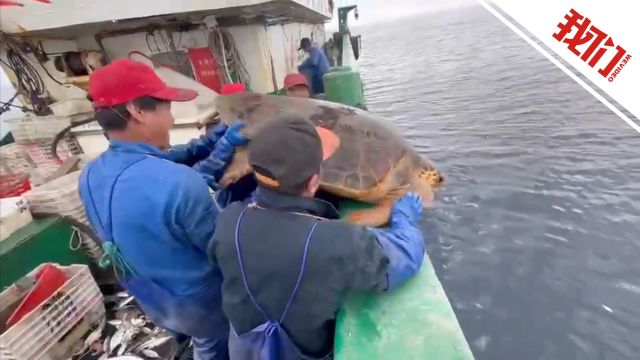 东海海域一头300多斤重海龟误入渔网 船长:5人抬起放生 对它喊走吧走吧