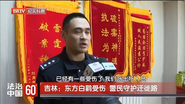 东方白鹤受伤,警民守护迁徙路,现场画面