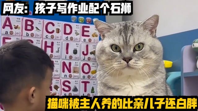 猫咪被主人养的比亲儿子还白胖,网友:孩子写作业配个石狮