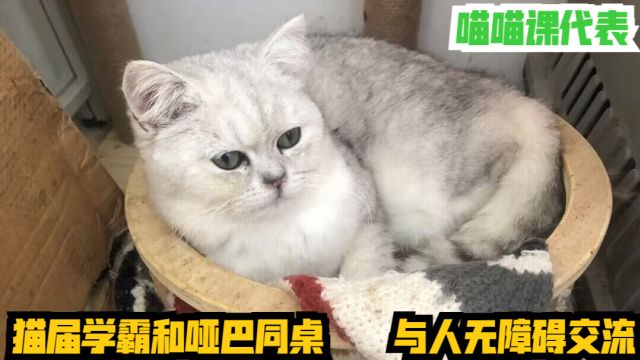 猫届学霸和哑巴同桌,与人无障碍交流!喵喵课代表