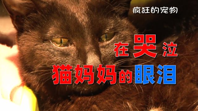 猫妈妈失去孩子后,流下了悲伤的眼泪,那份母爱让无数人感动