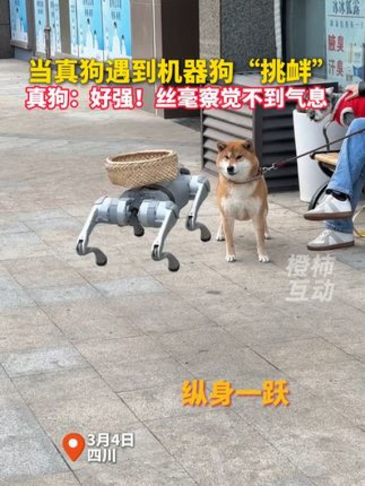 当真狗遇到机器狗“挑衅”,真狗:好强!丝毫察觉不到气息#机器狗#神奇动物_高清1080P在线观看平台_腾讯视频