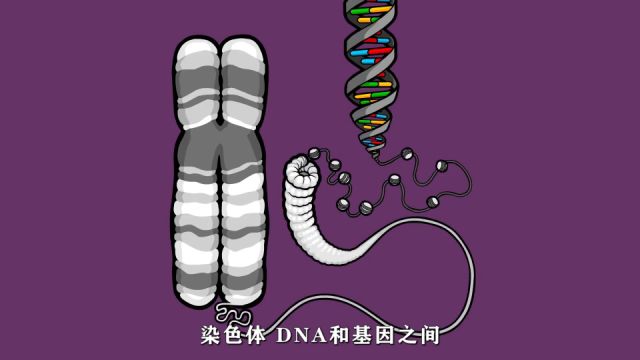 基因、DNA与染色体的关系,知识分享