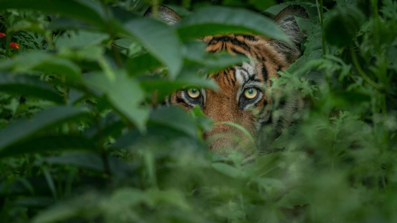 灭绝多年的爪哇虎疑重现印尼,一撮毛发如何证实惊人发现?