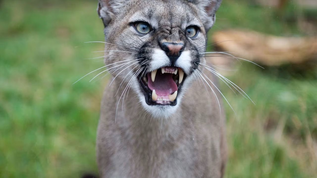 美洲狮袭击哥俩致一死一伤,屡伤人为何仍受保护?它如何造福人类