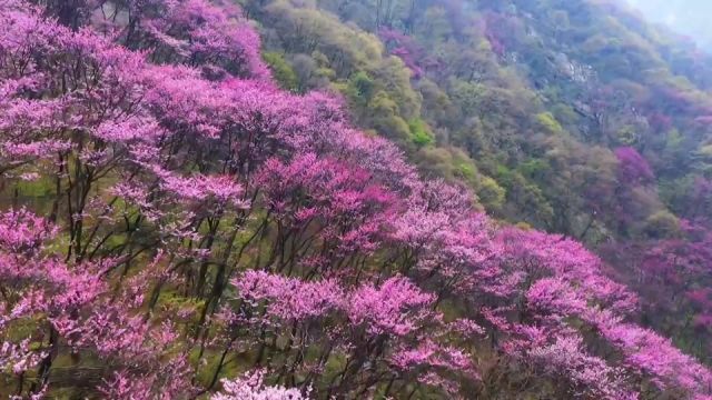 太平国家森林公园万亩紫荆花盛开