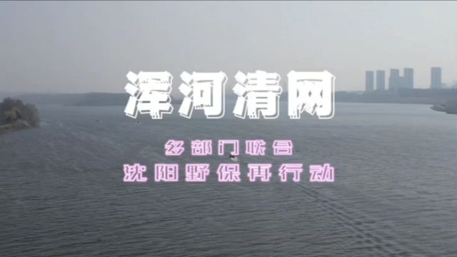 浑河清网,多部门联合,沈阳野保再行动!