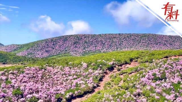 沉浸式体验绚丽多姿绝美画卷:四川凉山索玛花铺满山野 如锦似锻绵延起伏