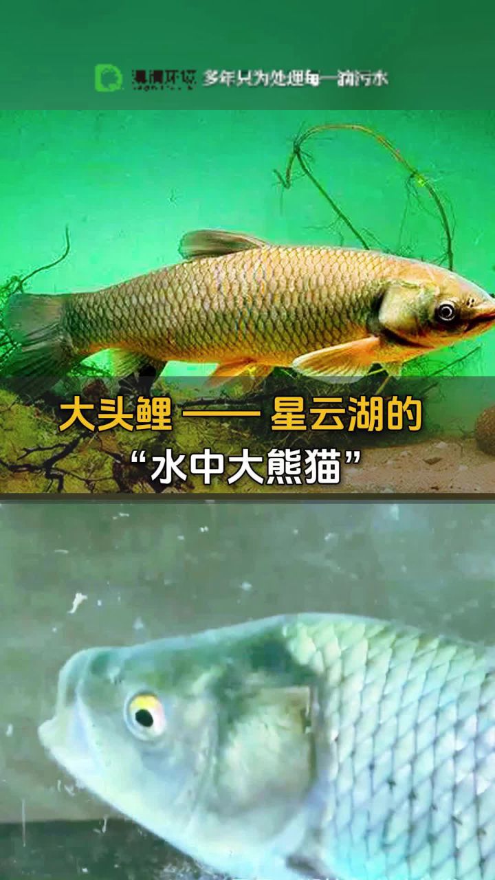 云南滇清环境污水处理厂家:大头鲤星云湖的水中大熊猫!