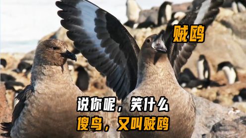 说你呢,笑什么?傻鸟,又叫贼鸥!_高清1080P在线观看平台_腾讯视频