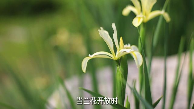 文学泰斗鲁迅与兰花的故事