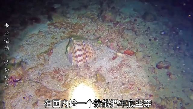 赶海抓到巨型唐冠螺,越南渔民的鱼护塞不下