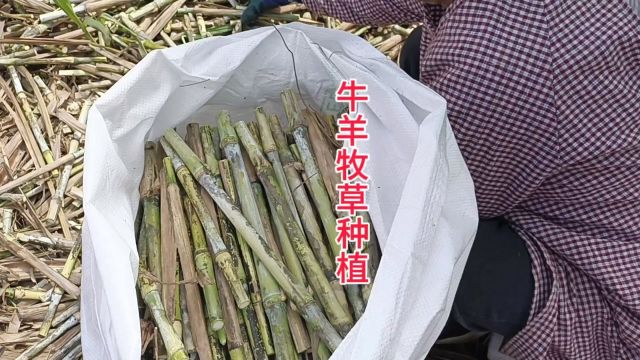 养殖户都在抢种的牧草,你知道它是用茎杆种植的吗#巨菌草 #牛羊草料 #牧草种子