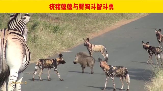 疣猪蓬蓬与野狗斗智斗勇动物世界胜天动物世界疣猪野狗斑马人与自然野生动物零距离