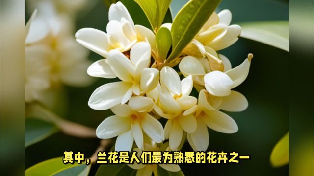 大寒节气,对应的“花信风”是什么?瑞香花、兰花、山矾花