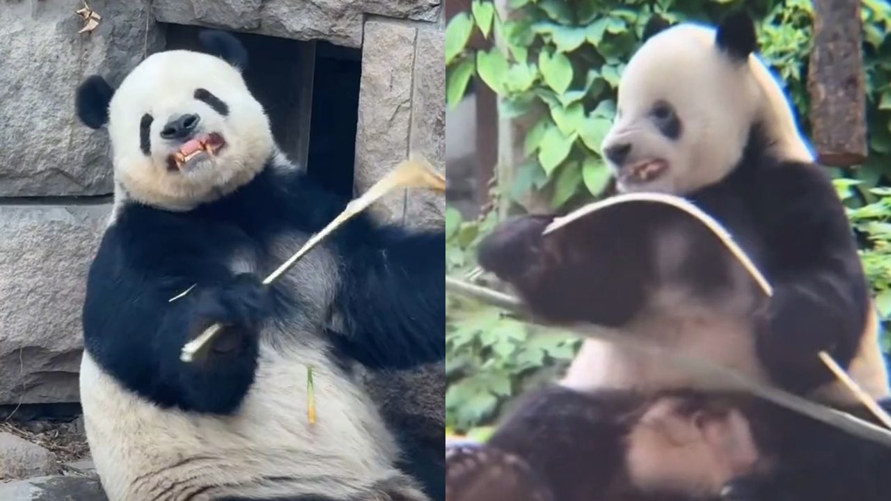 人教版!萌二跟饲养员学龇牙咧嘴掰竹子,学出了表情包