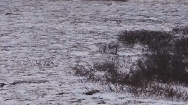 一群岩雷鸟悄悄地在灌木丛中啄食,它们的羽毛洁白如雪被不易发现