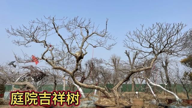 庭院有空地,种上这4种“守家树”,寓意好听,还能省水果钱