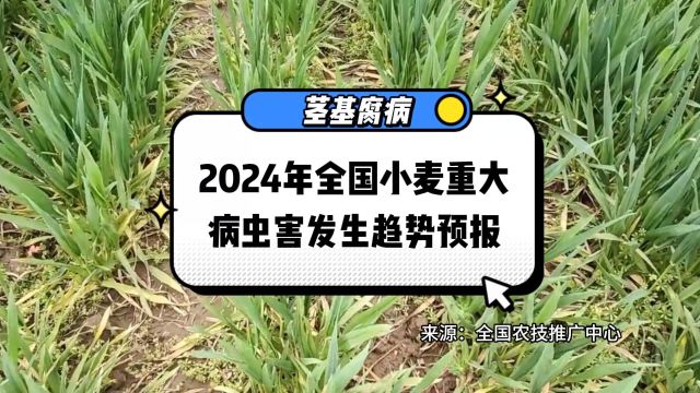 2024年全国小麦重大病虫害发生趋势预报之茎基腐病