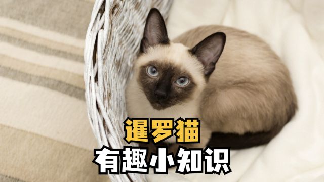 暹罗猫有哪些有趣小常识呢?一起来看看吧