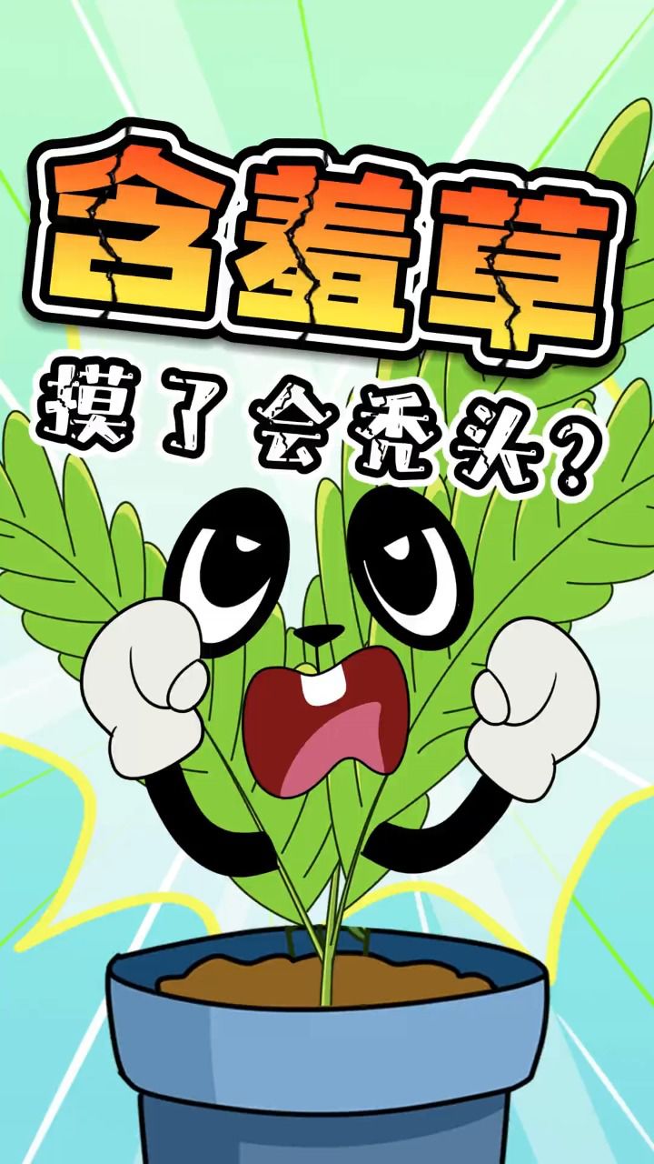 含羞草摸了会让人头秃?