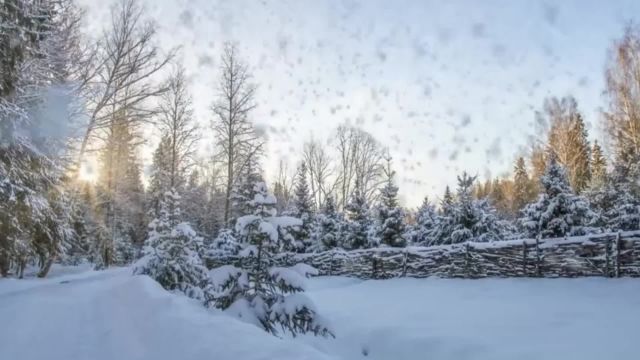 梅花泪,雪花飘零间诠释着无尽的凄美与坚韧