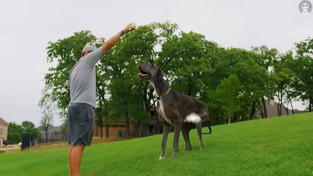 世界上体型最大的巨型犬,两个壮汉都拉不住!大型犬巨型猛犬大狗