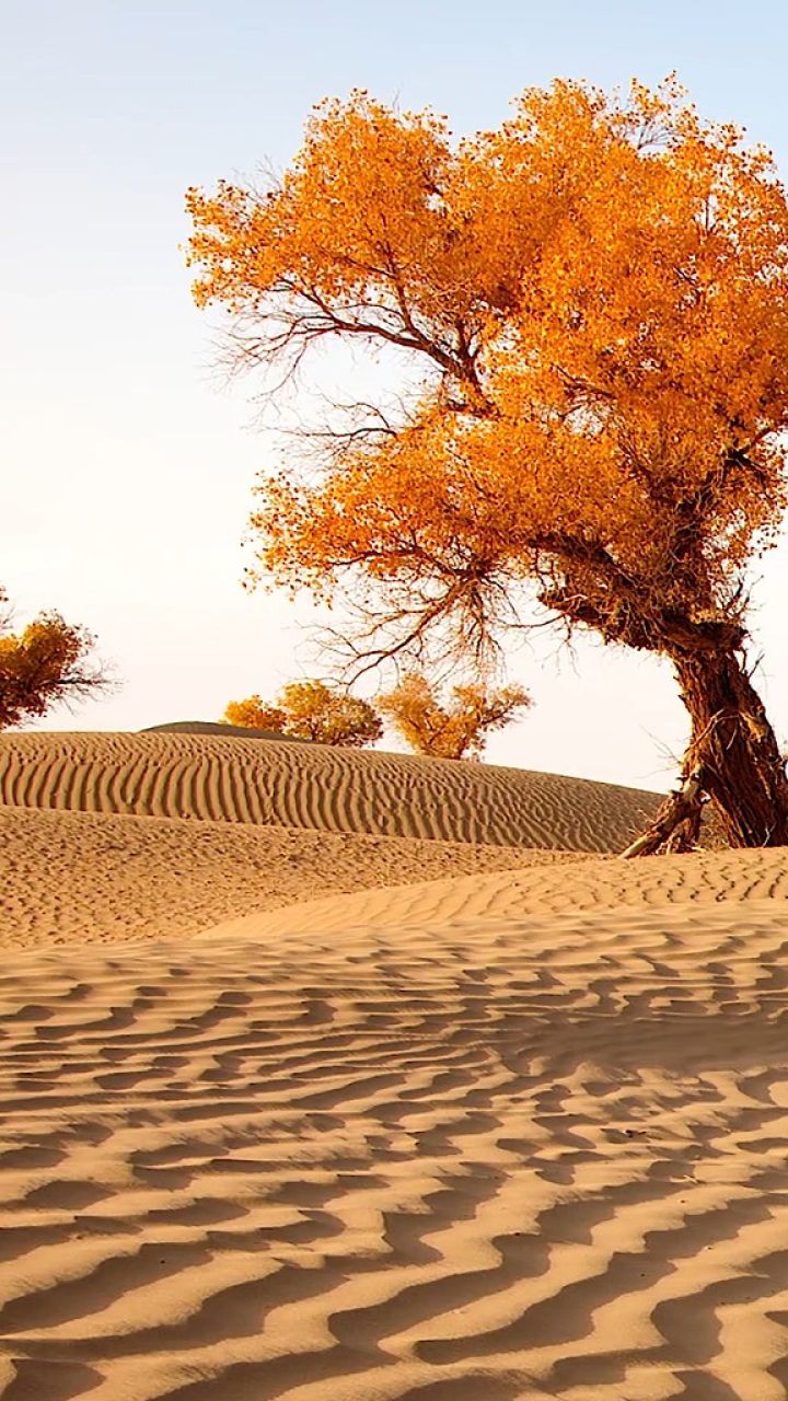 从春到秋,千年胡杨,千年不倒.诉说着一个又一个不朽的灵魂.