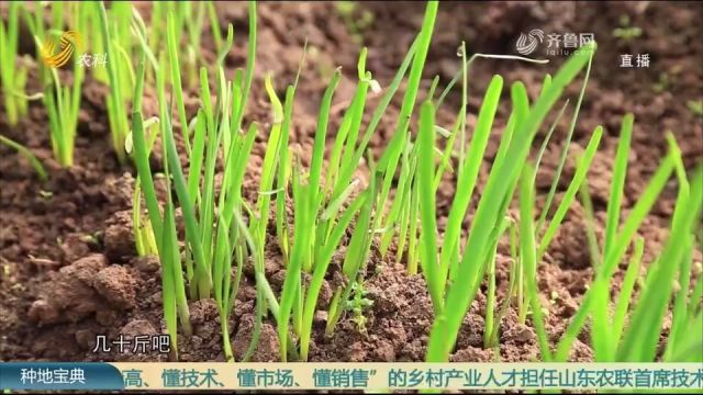 济南这个蔬菜基地种出优质韭菜,生长周期近10个月,价格高不愁卖