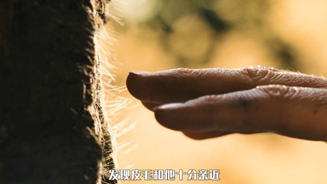 男人贪婪的喝下树上流出的奶水,结果却悲剧了