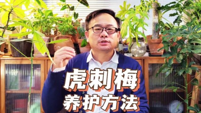 虎刺梅养殖方法,注意6点,不易烂根开花勤