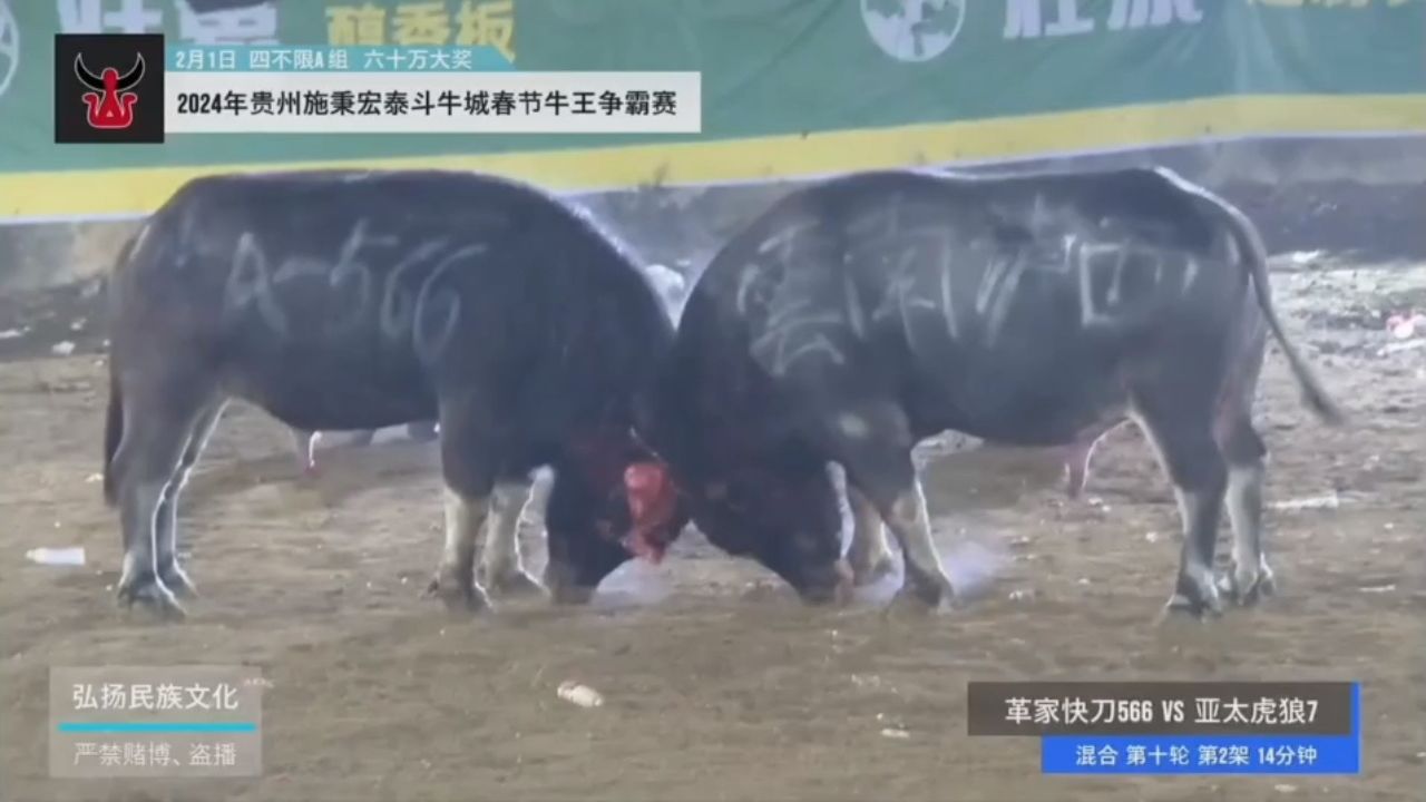 2024年2月1号贵州斗牛化中心