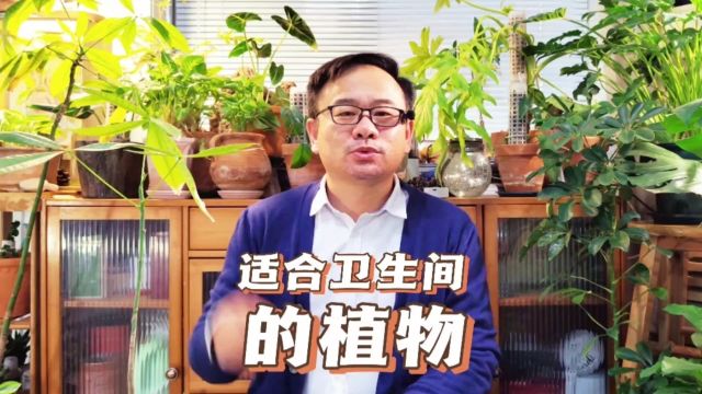 适合卫生间养的绿植有哪些?推荐6款,厕所变成绿植园